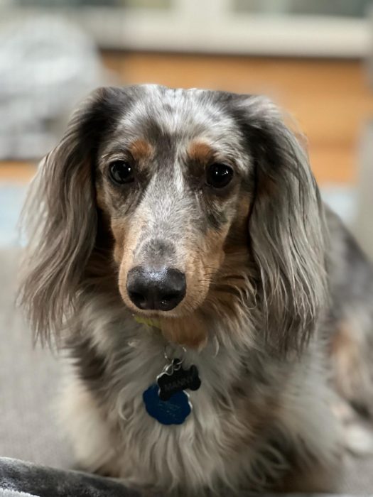 A gray and brow colored Dachshund