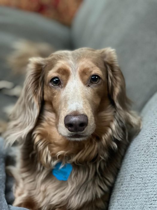 A light brown Dachshund